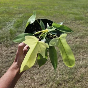 Philodendron Florida Beauty Ghost Mint Live Plant – 6 Inch Pot – Rare Tropical Houseplant - Image 2