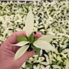 Philodendron Florida Beauty Ghost Mint Live Plant – Rare Tropical Houseplant – 4 or 6 Inch Pot – Indoor - Image 1