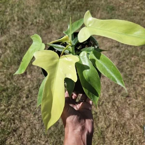 Philodendron Florida Beauty Ghost Mint Live Plant – 6 Inch Pot – Rare Tropical Houseplant - Image 1
