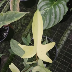 Philodendron Florida Beauty Ghost Mint Live Plant – 6 Inch Pot – Rare Tropical Houseplant - Image 3