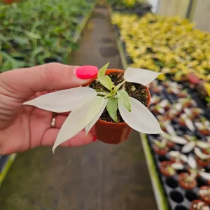 Philodendron Florida Beauty Ghost Mint Live Plant – Rare Tropical Houseplant – 4 or 6 Inch Pot – Indoor - Image 3