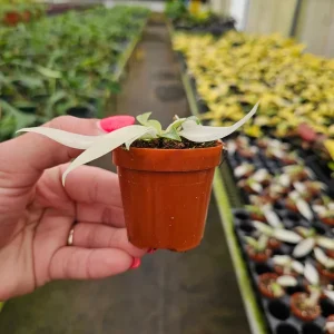 Philodendron Florida Beauty Ghost Mint Live Plant – Rare Tropical Houseplant – 4 or 6 Inch Pot – Indoor - Image 4