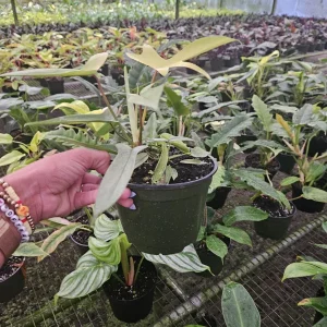 Philodendron Florida Beauty Ghost Mint Live Plant – 6 Inch Pot – Rare Tropical Houseplant - Image 4