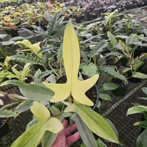 Philodendron Florida Beauty Ghost Mint Live Plant – 6 Inch Pot – Rare Tropical Houseplant - Image 5