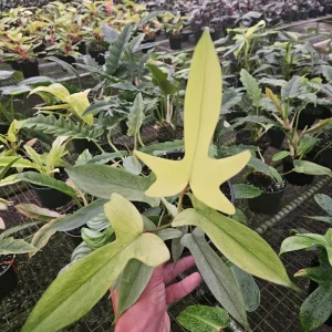 Philodendron Florida Beauty Ghost Mint Live Plant – 6 Inch Pot – Rare Tropical Houseplant - Image 6