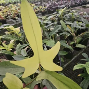 Philodendron Florida Beauty Ghost Mint Live Plant – 6 Inch Pot – Rare Tropical Houseplant - Image 7