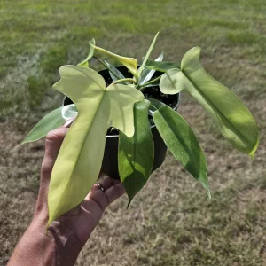 Philodendron Florida Beauty Ghost Mint Live Plant – 6 Inch Pot – Rare Tropical Houseplant - Image 8