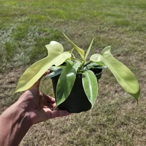 Philodendron Florida Beauty Ghost Mint Live Plant – 6 Inch Pot – Rare Tropical Houseplant - Image 9