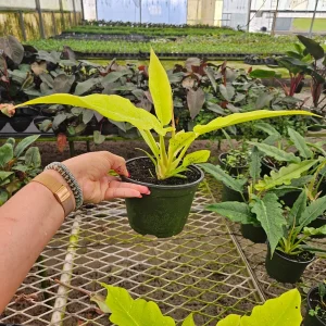 Philodendron Golden Crocodile Live Plant – 6 Inch Pot – Rare Tropical Houseplant - Image 2