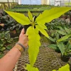 Philodendron Golden Crocodile Live Plant – 6 Inch Pot – Rare Tropical Houseplant - Image 1
