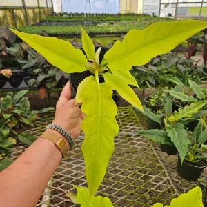 Philodendron Golden Crocodile Live Plant – 6 Inch Pot – Rare Tropical Houseplant - Image 1