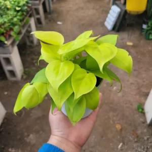 Philodendron Hederaceum Lemon Lime Live Plant – 4in Pot – Vining Houseplant - Image 2