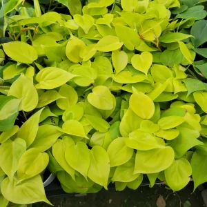 Philodendron Hederaceum Lemon Lime Live Plant – 4in Pot – Vining Houseplant - Image 3