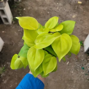 Philodendron Hederaceum Lemon Lime Live Plant – 4in Pot – Vining Houseplant - Image 4