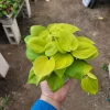 Philodendron Hederaceum Lemon Lime Live Plant – 4in Pot – Vining Houseplant - Image 1