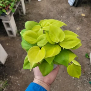 Philodendron Hederaceum Lemon Lime Live Plant – 4in Pot – Vining Houseplant - Image 1
