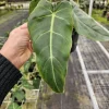 Philodendron Maximum Live Plant - Rare Tropical Houseplant Philodendron | 2 plants required per order | - Image 1