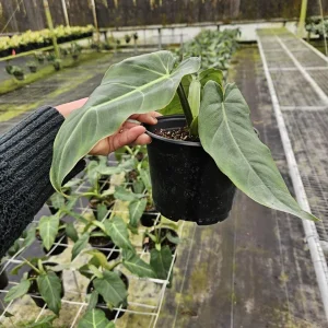 Philodendron Maximum Live Plant - Rare Tropical Houseplant Philodendron | 2 plants required per order | - Image 2