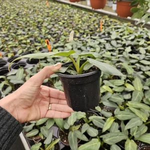 Philodendron Maximum Live Plant - Rare Tropical Houseplant Philodendron | 2 plants required per order | - Image 3