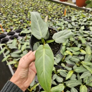 Philodendron Maximum Live Plant - Rare Tropical Houseplant Philodendron | 2 plants required per order | - Image 4