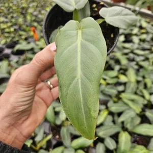 Philodendron Maximum Live Plant - Rare Tropical Houseplant Philodendron | 2 plants required per order | - Image 5