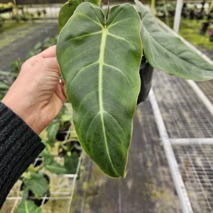 Philodendron Maximum Live Plant - Rare Tropical Houseplant Philodendron | 2 plants required per order | - Image 6