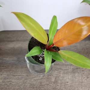 Philodendron Prince of Orange Live Plant - 4 Inch Pot - Tropical Houseplant - Image 2