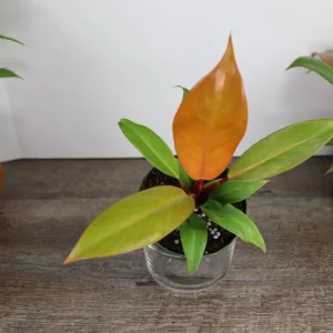 Philodendron Prince of Orange Live Plant - 4 Inch Pot - Tropical Houseplant - Image 3