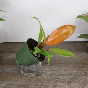 Philodendron Prince of Orange Live Plant - 4 Inch Pot - Tropical Houseplant - Image 4