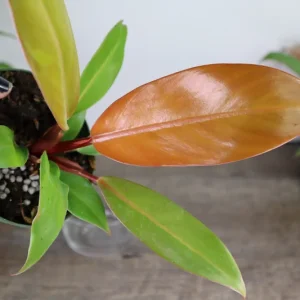 Philodendron Prince of Orange Live Plant - 4 Inch Pot - Tropical Houseplant - Image 5