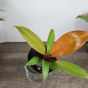 Philodendron Prince of Orange Live Plant - 4 Inch Pot - Tropical Houseplant - Image 6