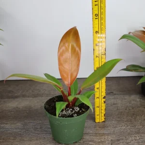 Philodendron Prince of Orange Live Plant - 4 Inch Pot - Tropical Houseplant - Image 7
