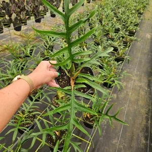 Philodendron Tortum Live Plant 4 Inch or 6 Inch Pot | Rare Tropical Houseplant - Image 2