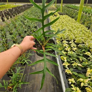 Philodendron Tortum Live Plant 4 Inch or 6 Inch Pot | Rare Tropical Houseplant - Image 3