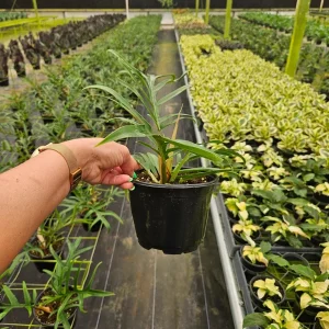 Philodendron Tortum Live Plant 4 Inch or 6 Inch Pot | Rare Tropical Houseplant - Image 4