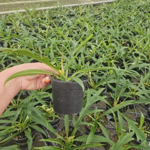 Philodendron Tortum Live Plant 4 Inch or 6 Inch Pot | Rare Tropical Houseplant - Image 5