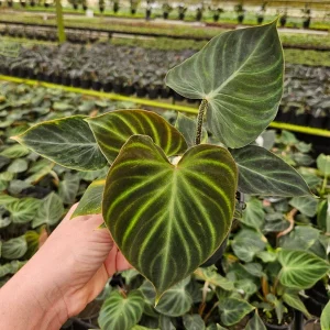 Philodendron Verrucosum plant in a 4 Inch pot, live rare tropical philodendron houseplant | 2 plants required per order | - Image 2