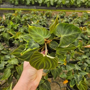 Philodendron Verrucosum plant in a 4 Inch pot, live rare tropical philodendron houseplant | 2 plants required per order | - Image 3
