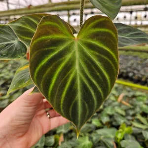 Philodendron Verrucosum plant in a 4 Inch pot, live rare tropical philodendron houseplant | 2 plants required per order | - Image 4