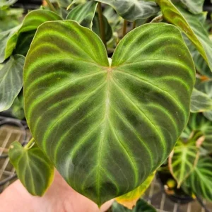 Philodendron Verrucosum plant in a 4 Inch pot, live rare tropical philodendron houseplant | 2 plants required per order | - Image 5