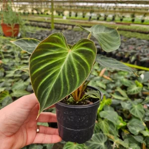 Philodendron Verrucosum plant in a 4 Inch pot, live rare tropical philodendron houseplant | 2 plants required per order | - Image 1