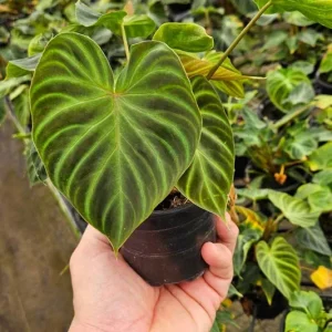 Philodendron Verrucosum plant in a 4 Inch pot, live rare tropical philodendron houseplant | 2 plants required per order | - Image 6