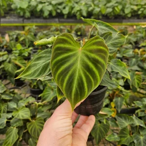 Philodendron Verrucosum plant in a 4 Inch pot, live rare tropical philodendron houseplant | 2 plants required per order | - Image 7