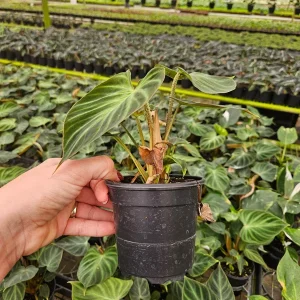 Philodendron Verrucosum plant in a 4 Inch pot, live rare tropical philodendron houseplant | 2 plants required per order | - Image 8