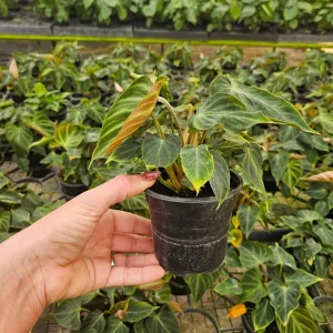 Philodendron Verrucosum plant in a 4 Inch pot, live rare tropical philodendron houseplant | 2 plants required per order | - Image 9