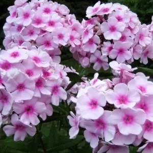 Phlox Sweet Summer Festival Compact Rose Dark Live Plant – 3-6 Inch Tall Plug – Pink Summer Flowering Garden Perennial - Image 2