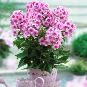Phlox Sweet Summer Festival Compact Rose Dark Live Plant – 3-6 Inch Tall Plug – Pink Summer Flowering Garden Perennial - Image 3