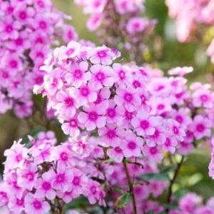 Phlox Sweet Summer Festival Compact Rose Dark Live Plant – 3-6 Inch Tall Plug – Pink Summer Flowering Garden Perennial - Image 4