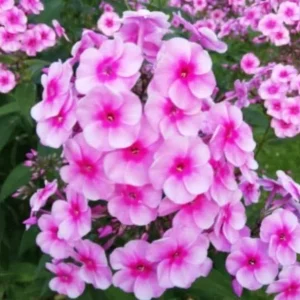 Phlox Sweet Summer Festival Compact Rose Dark Live Plant – 3-6 Inch Tall Plug – Pink Summer Flowering Garden Perennial - Image 5