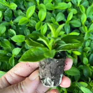 Phlox Sweet Summer Festival Compact Rose Dark Live Plant – 3-6 Inch Tall Plug – Pink Summer Flowering Garden Perennial - Image 6